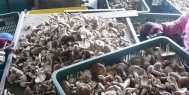 香菇烘干机专注蘑菇低成本智能烘干！