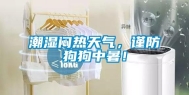 潮湿闷热天气，谨防狗狗中暑！