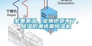 家里潮湿，宠物也受不了，除湿防潮还需除湿机