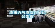 原来天气潮湿鸡蛋也会发霉